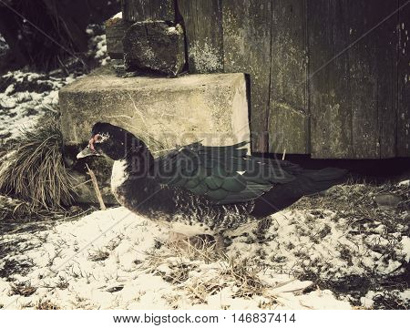Domestic Duck On Farm Yard Background. Vintage Effect Style.