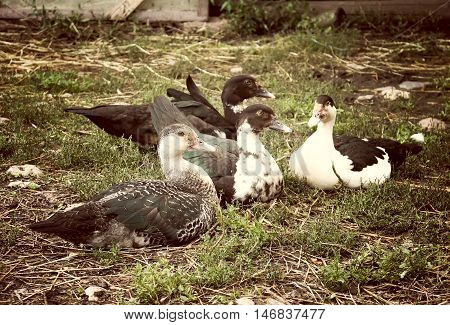 Domestic Duck On Farm Yard Background. Vintage Effect Style.