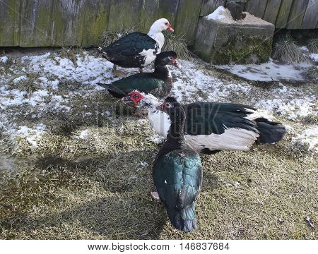 Domestic Duck On Farm Yard Background. Vintage Effect Style.