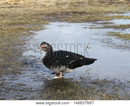 Domestic Duck On Farm Yard Background. Vintage Effect Style.