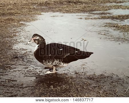 Domestic Duck On Farm Yard Background. Vintage Effect Style.