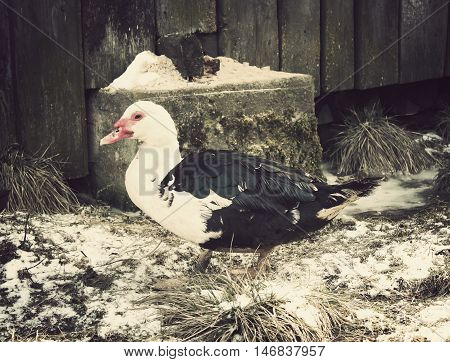 Domestic Duck On Farm Yard Background. Vintage Effect Style.