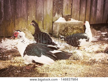 Domestic Duck On Farm Yard Background. Vintage Effect Style.