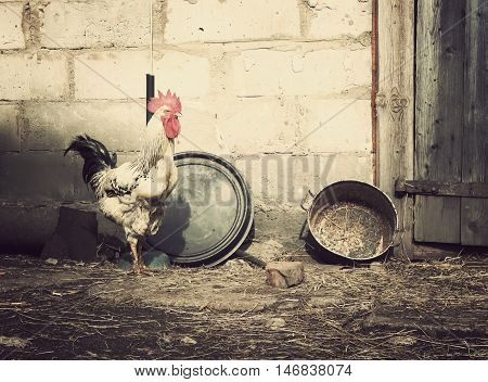 Domestic Duck On Farm Yard Background. Vintage Effect Style.