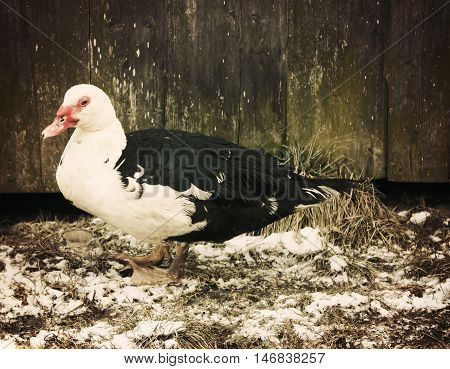 Domestic Duck On Farm Yard Background. Vintage Effect Style.