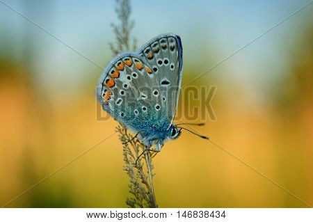Polyommatus Icarus, Common Blue, Is A Butterfly In The Family Lycaenidae. Beautiful Butterfly Sittin