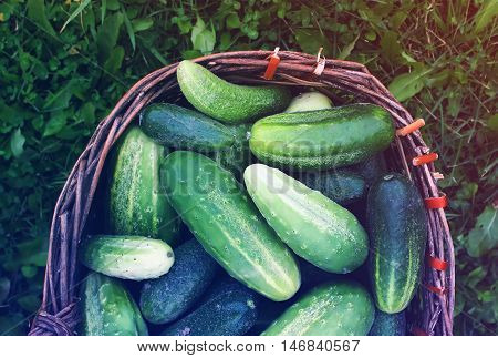 Fresh ripe cucumbers in the old basket