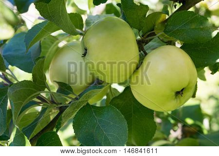 Fresh green apples growing on tree ready for harvesting.