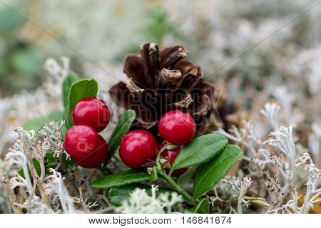 closeup shot of lingon berries with pine cone in background.