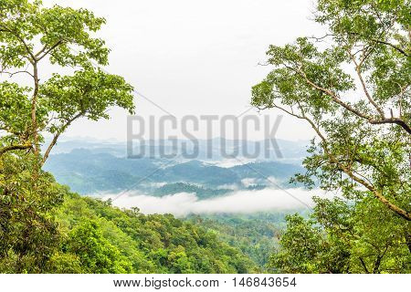 Green rain forest on mountian with mist and low cloud in morning. Umpang Thailand.