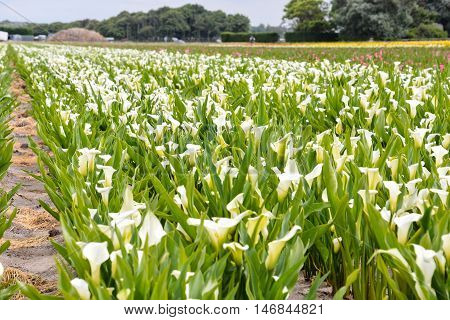 Calla Garden Field Cultivation