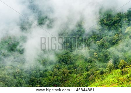 Low altitude clouds over the green forest mountain.