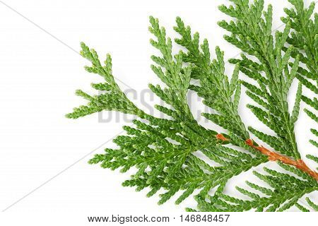 Closeup of green twig of thuja the cypress family on white background. Macro.