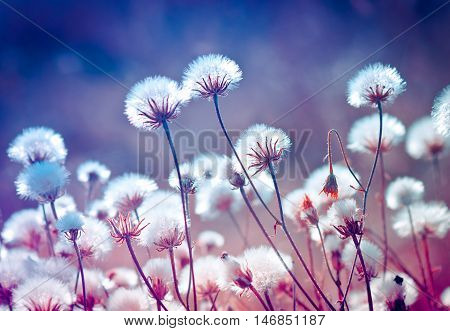 Autumn meadow plants during sunset in blue and red colors