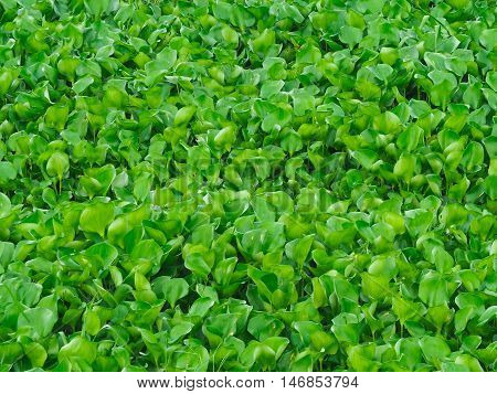 The water hyacinth floating full in a swamp.