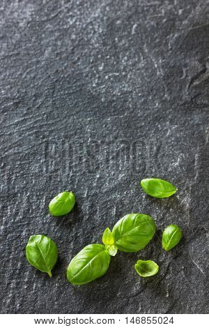 Basil leaves on stone background. Organic and aromatic herb. Diet and vegetarian concept. Copy space for text.