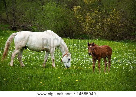 Horse on a green grass with a baby