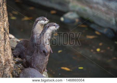 A group of asian small clawed otters