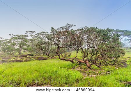 Misty trees in the forest and clear sky.