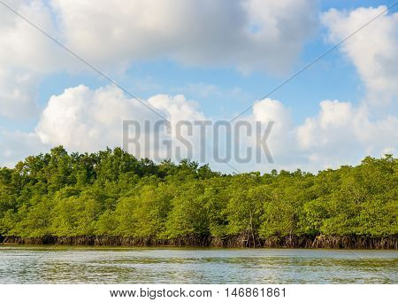 Mangrove on Bintan Island in Indonesia