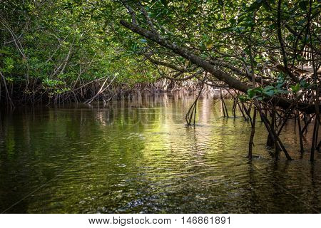 Mangrove on Bintan Island in Indonesia