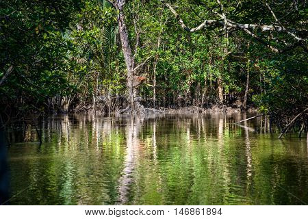 Mangrove on Bintan Island in Indonesia