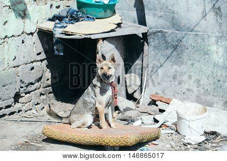 Big dog sits on chain in yard of poor neighborhood with slums on trash background
