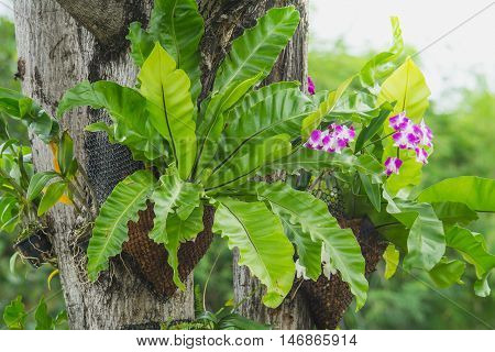 Bird's nest fern and purple orchid hanging on tree in garden Asplenium nidus