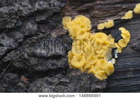 Bisporella citrina [Calycella citrina] macro shot local focus