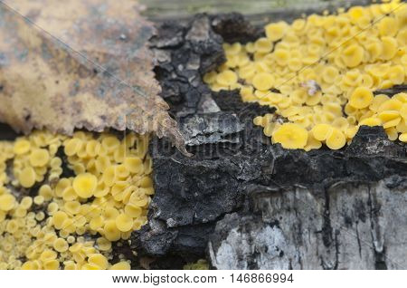 Bisporella citrina [Calycella citrina] macro shot local focus