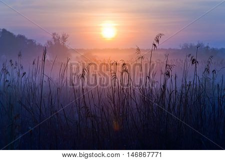 Foggy Landscape. Early Morning on a meadow.