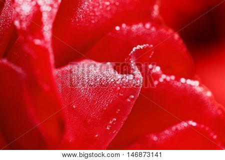 Red rose with water drops on the petals, beautiful flloral background. Selective focus and shallow depth of field.