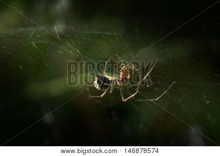 spider sheet weaver (Linyphia triangularis) eats its prey in the net on a forest meadow macro shot with copy space selected focus and narrow depth of field