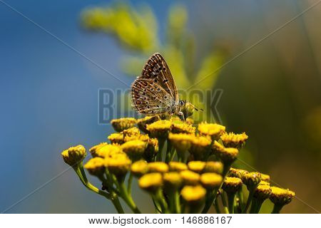 Lycaenidae butterfly on the meadow. Macro photography of wildlife.