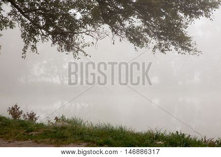 Foggy trees in morning park near pond
