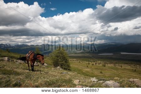 Cavallo nelle montagne di Sayan