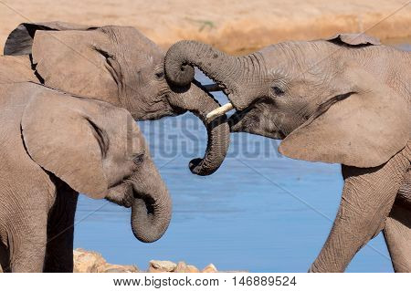 Friendly African elephants greeting at the water hole