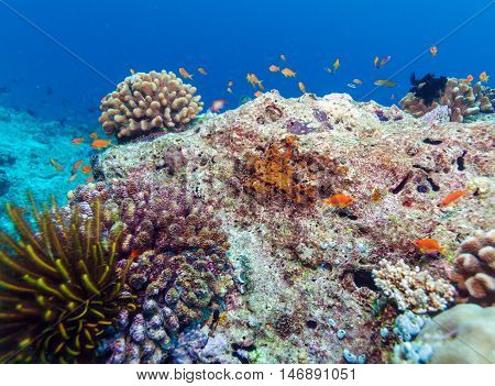 School Of Fish Near Coral Reef, Maldives