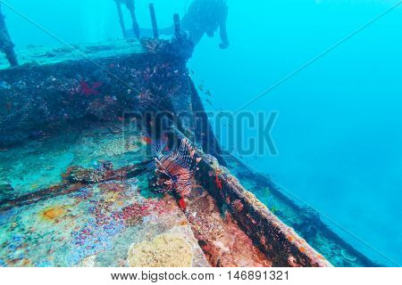 Dangerous Lion Fish Near Shipwreck