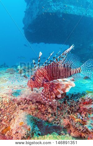 Dangerous Lion Fish Near Shipwreck