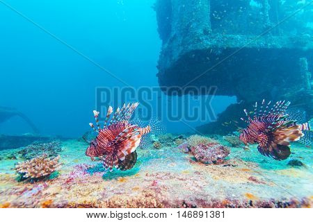 Dangerous Lion Fish Near Shipwreck
