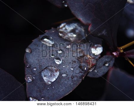 charming leaves with water droplets coming down on them