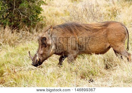 Great Weed I Am The Common Warthog