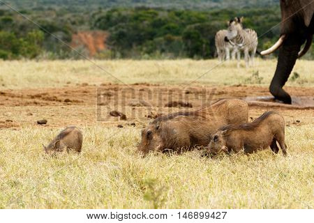 Family Of Warthog Eating Grass