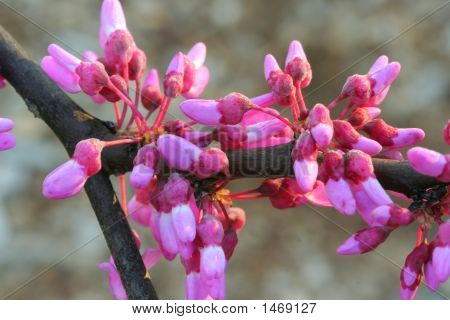 Redbud Buds2