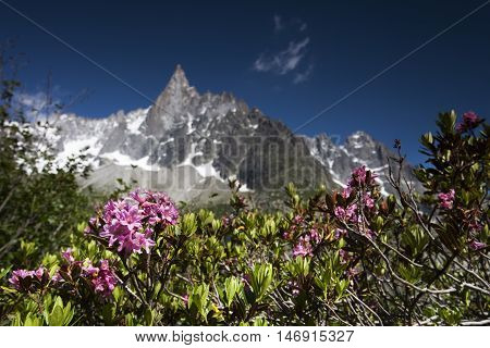 alpine rose in the chamonix vallee on a sunny day