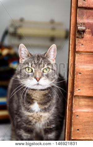 Homeless Cat Needs A Forever Home