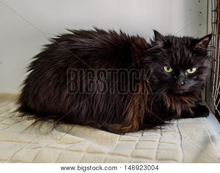 Homeless Cat Needs A Forever Home