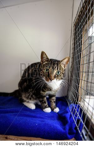 Homeless Cat Needs A Forever Home