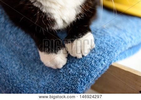 Homeless Cat Needs A Forever Home
